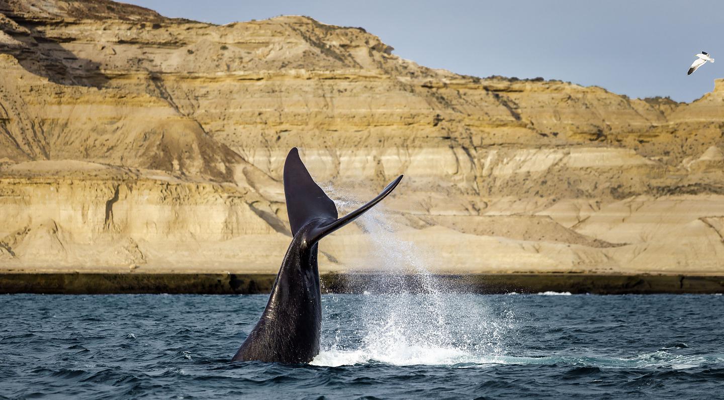 Fall in love with the impressive natural environment of Puerto Madryn